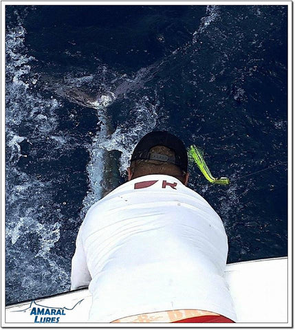 Amaral Lures Caninana White Marlin 11/10/17