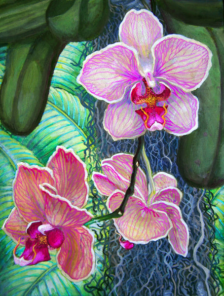 Pink Moth Orchid 