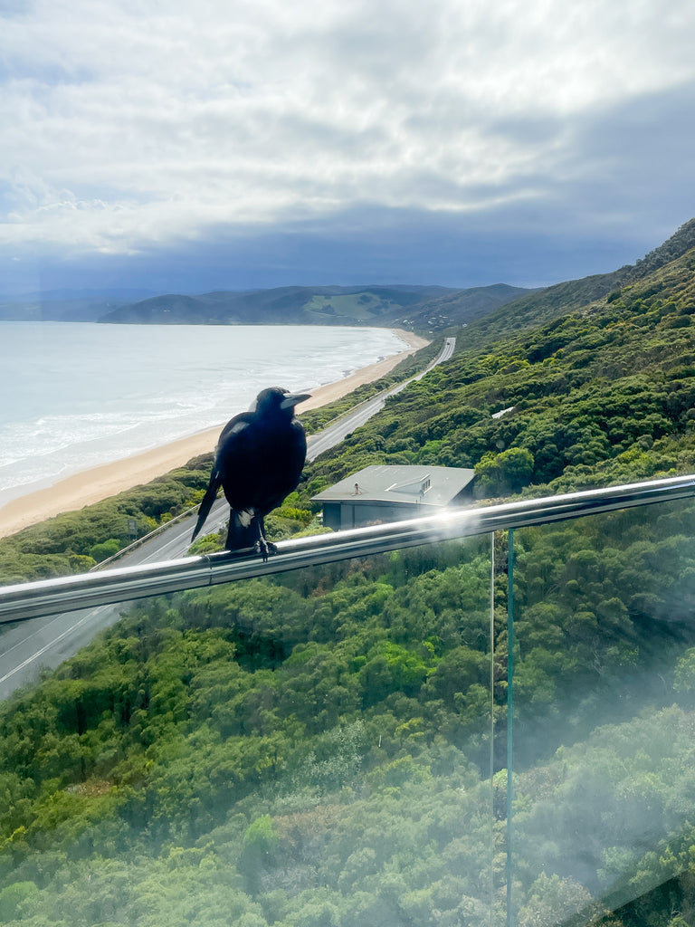 A Magpie perched on a house that is suspended over the ocean