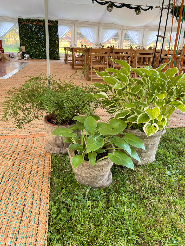 wedding plants at wedding entrance