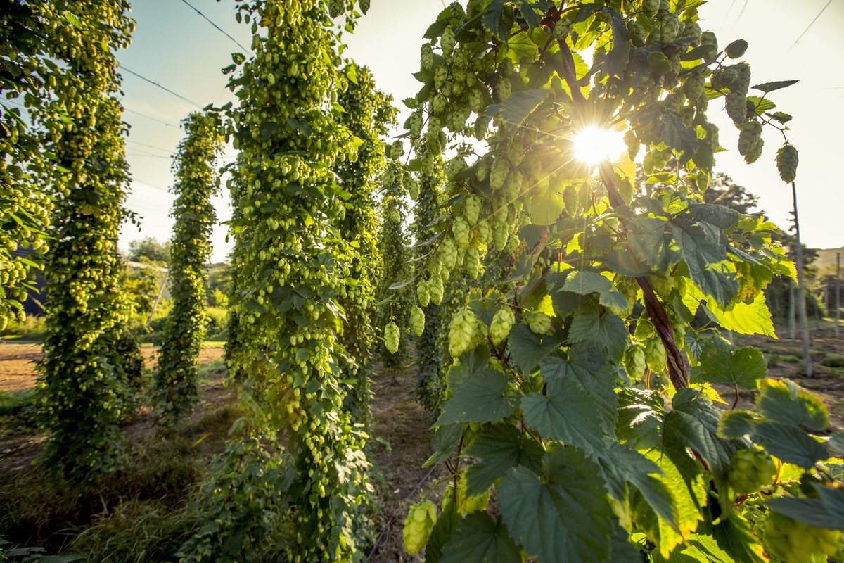 El lúpulo, la flor cervecera por excelencia - Bierful