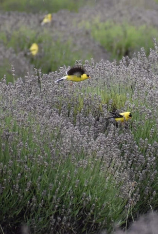 Birds in lavender field