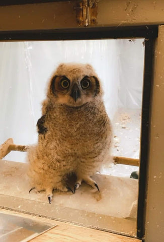 Owl rescued by vintage style blogger Jordan