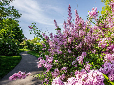 lilac collection botanical garden in new york