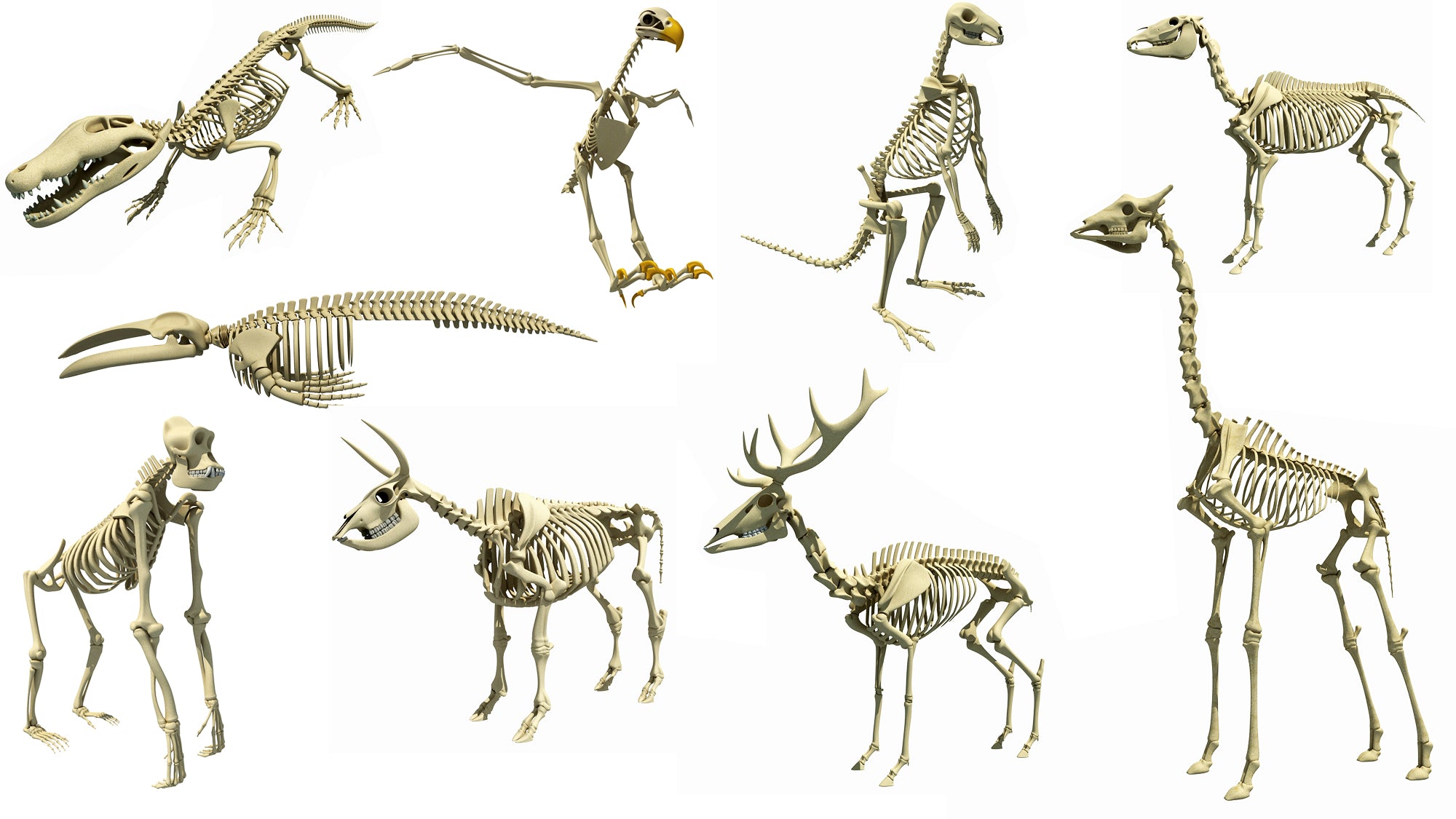 Приспособление позвоночного животного. Скелет животного. Скелеты разных животных. Скелеты животных для детей. Необычные скелеты животных.