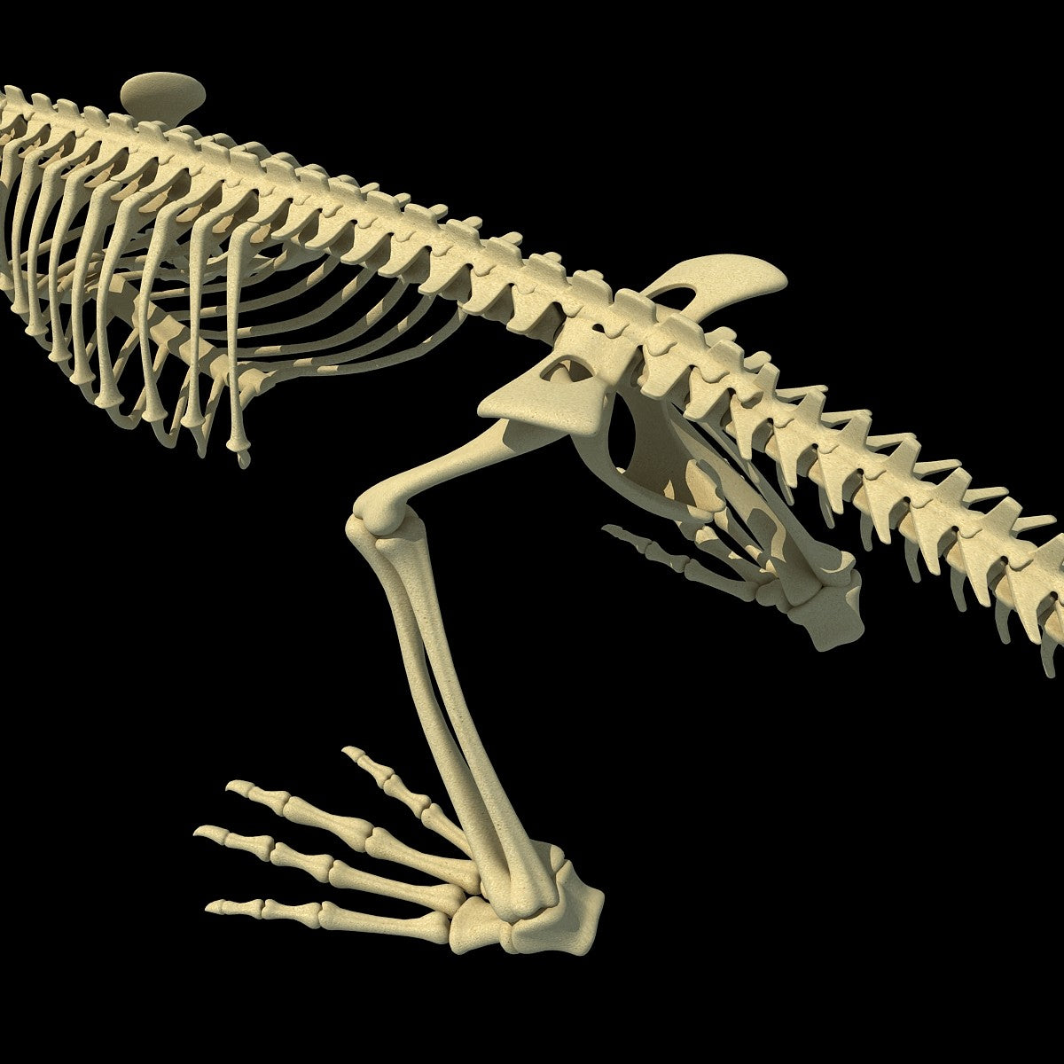 Рептилии ребра. Скелет нильского крокодила. Скелет крокодила строение. Позвоночник динозавра. Анатомия крокодила скелет.