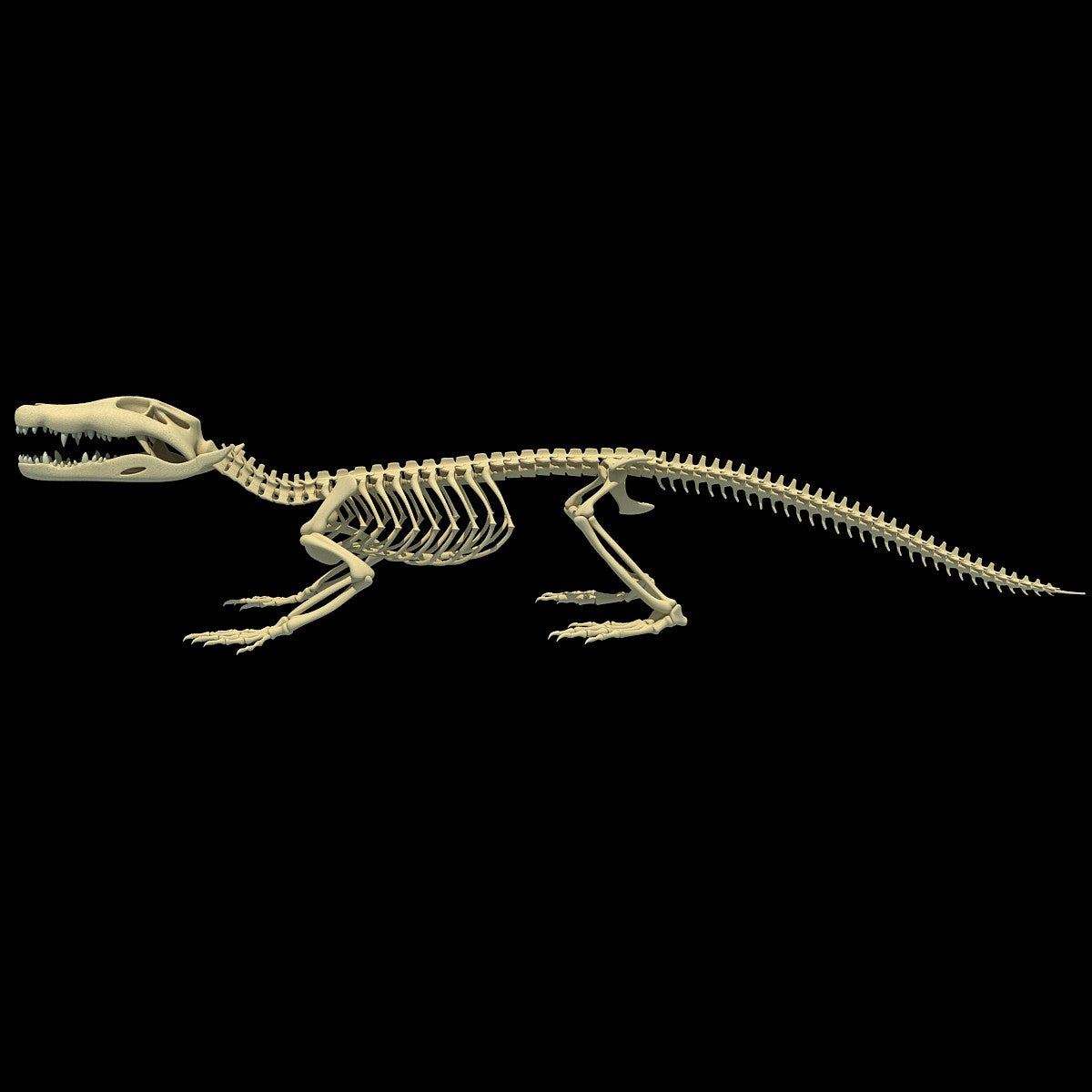 Рептилии ребра. Скелет нильского крокодила. Осевой скелет крокодила. Скелет аллигатора. Скелет ящера.