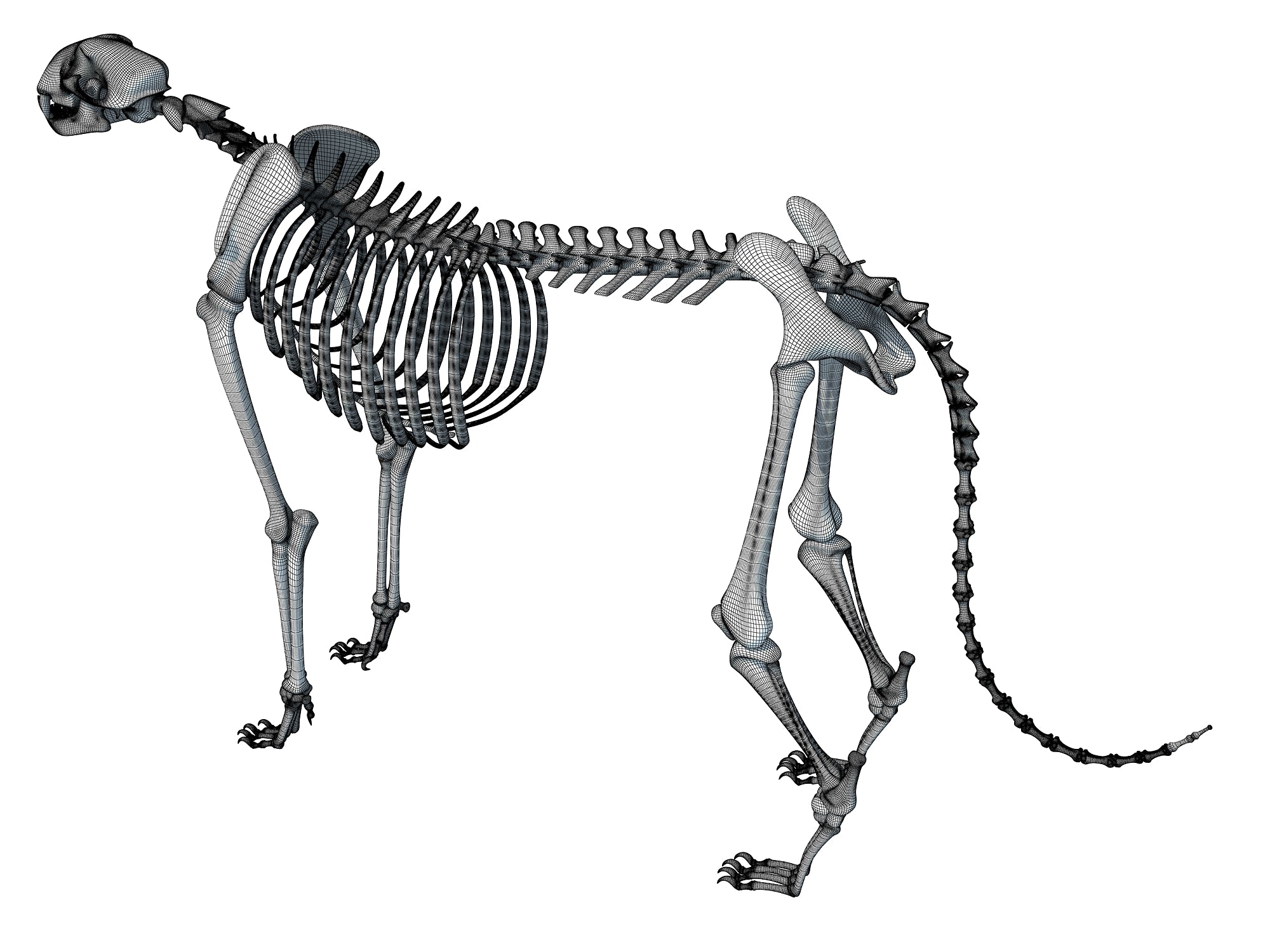 american cheetah skeleton