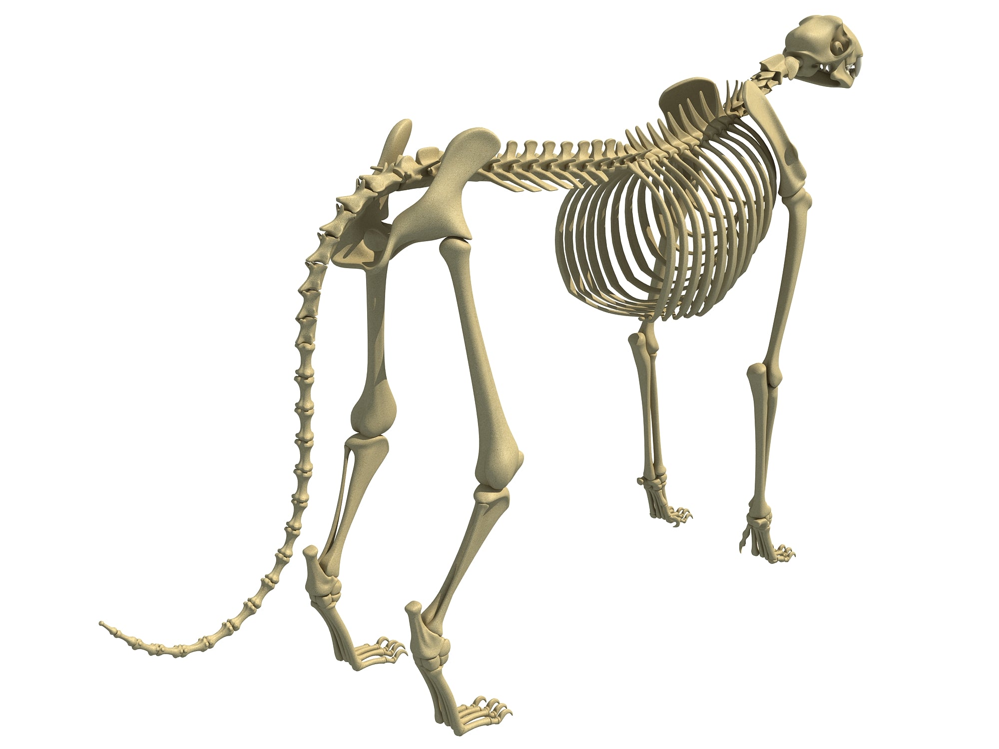 american cheetah skeleton