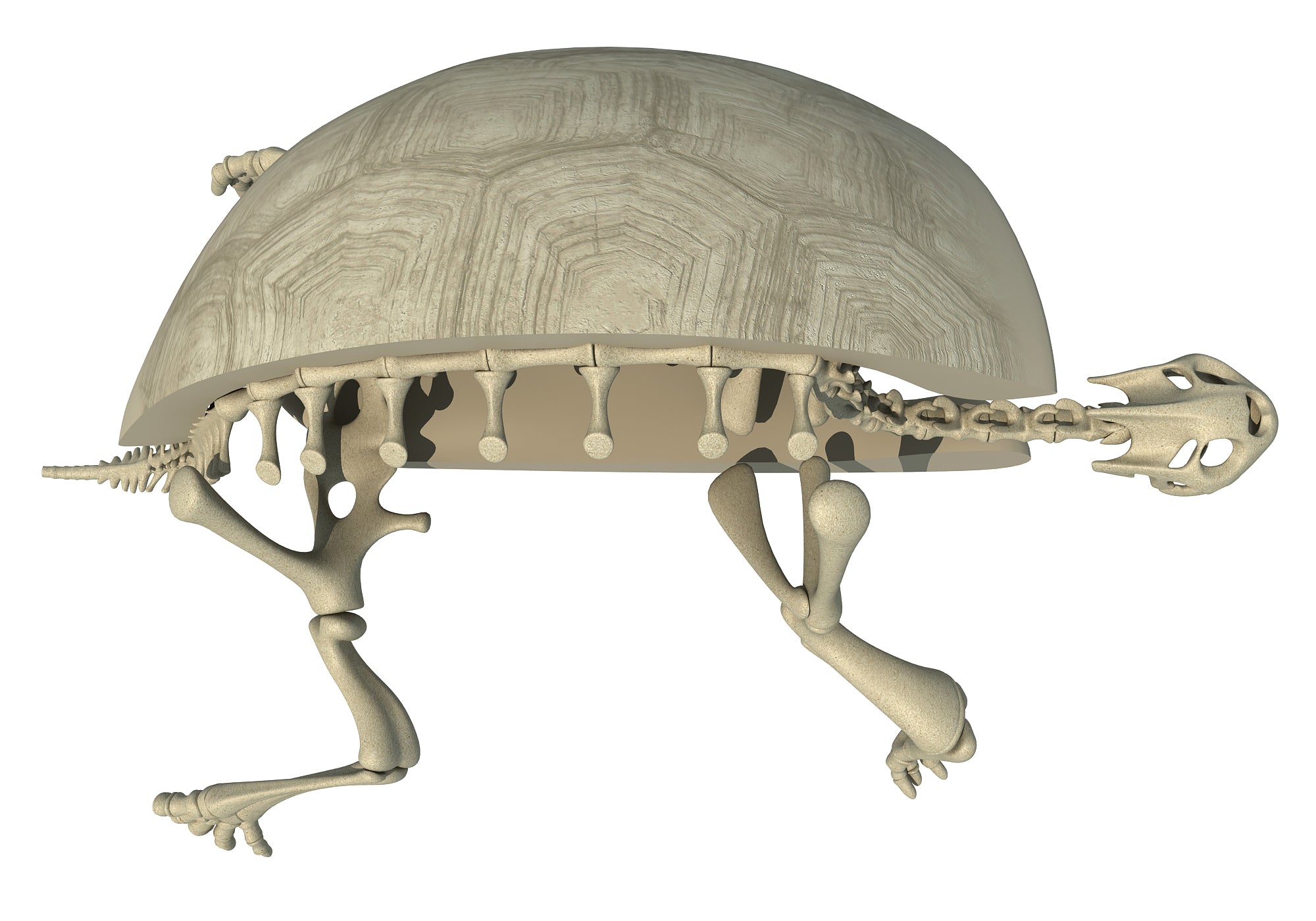 tortoise skeleton sketch side