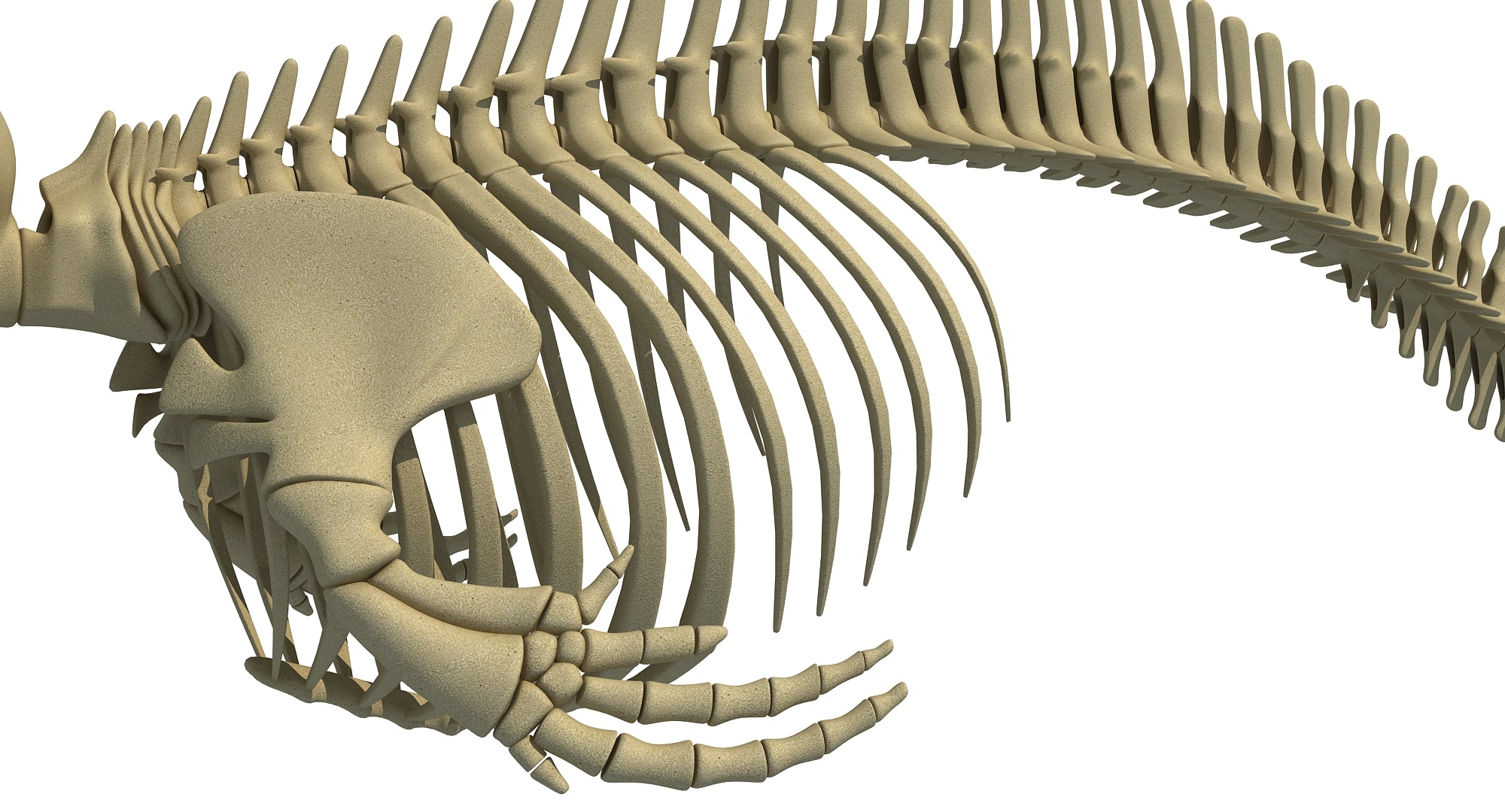 Скелет дельфина. Скелет зубатого кита. Скелет кита модель. 3д скелет кита.