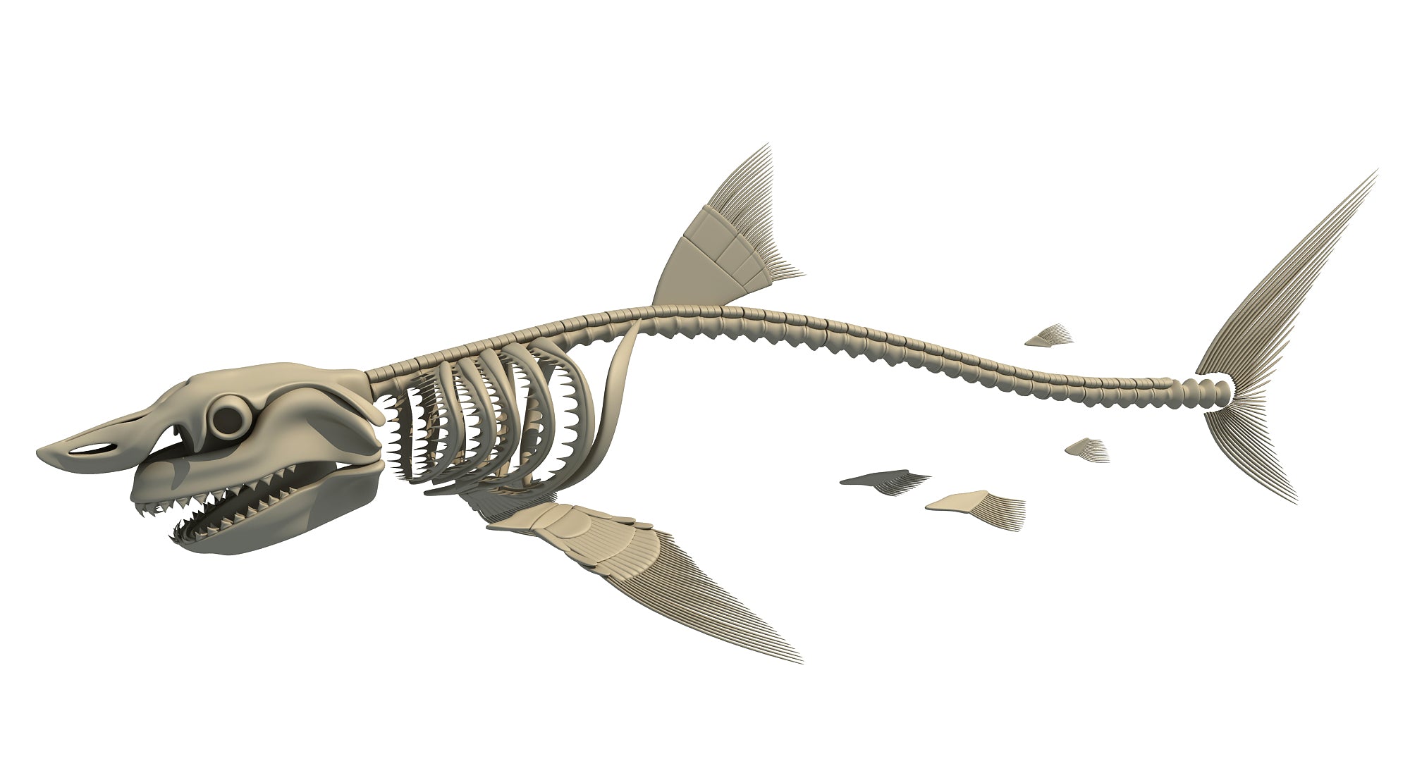 Download Great White Shark Skeleton 3D Model - 3D Horse