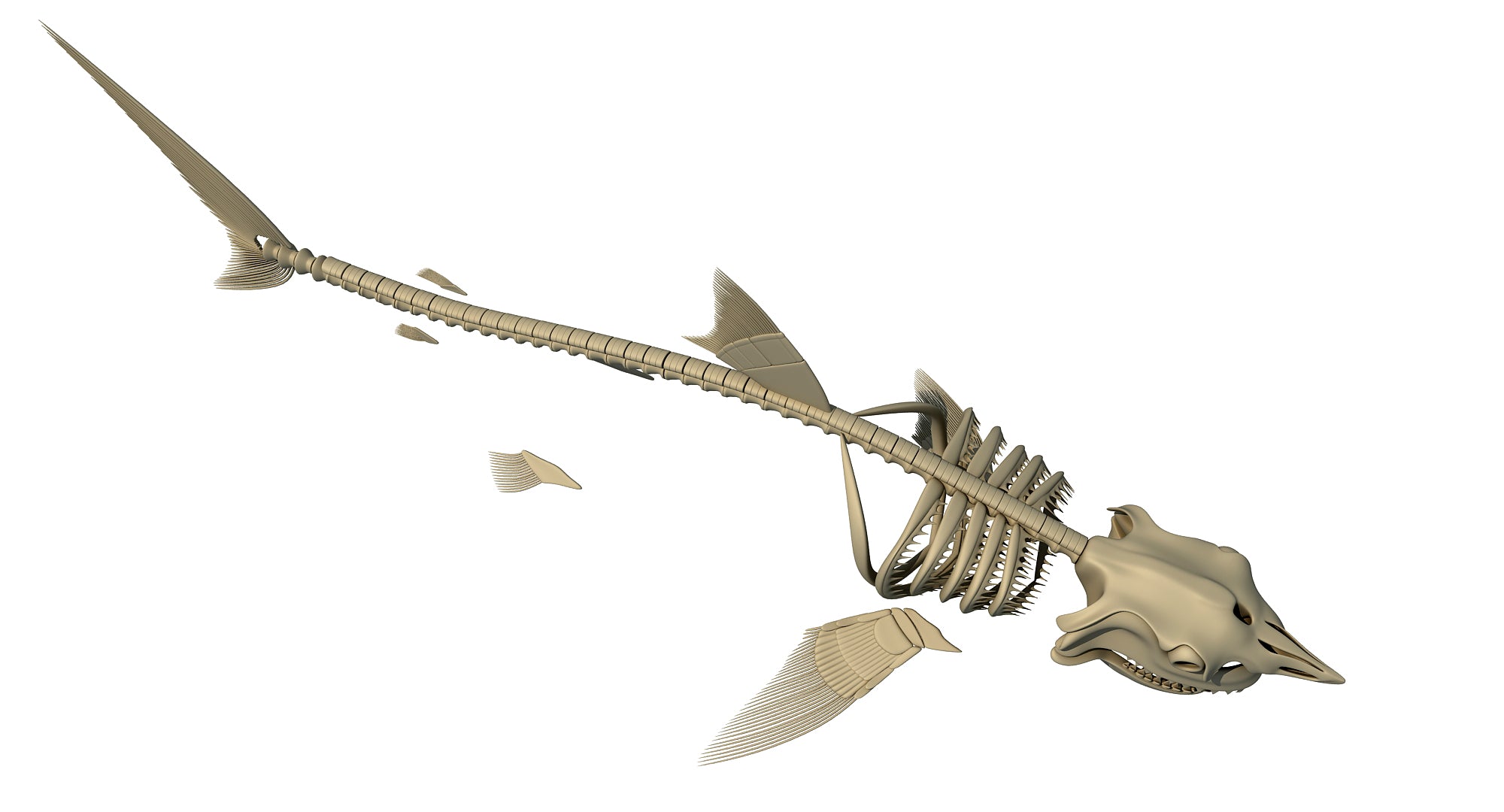 Free Free 142 Shark Skeleton Svg SVG PNG EPS DXF File