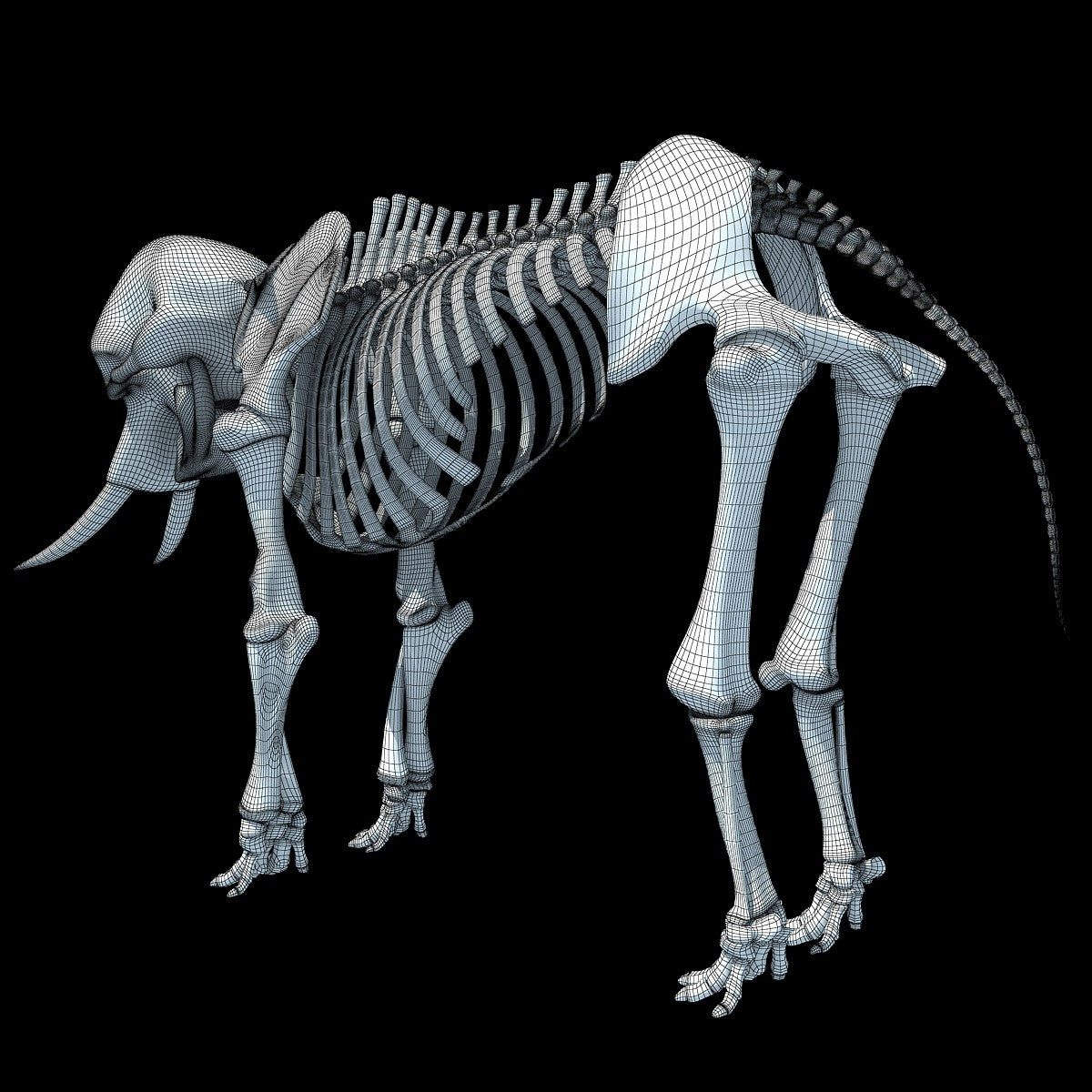 3d skeleton file download