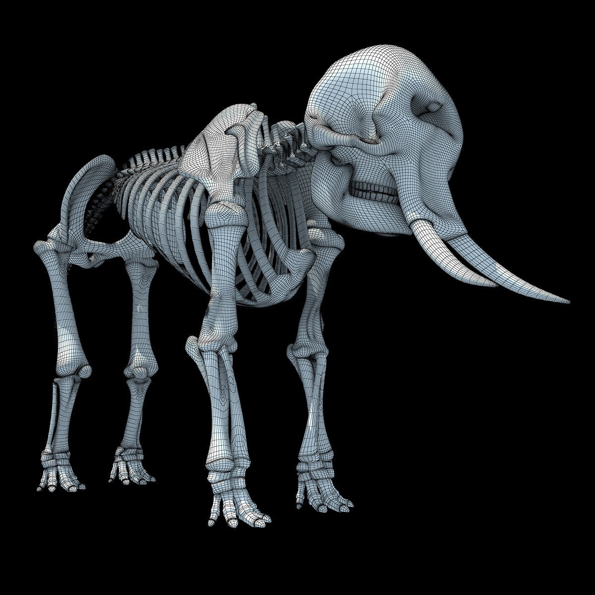 Animal Skeletons | African Elephant Skeleton – 3D Horse