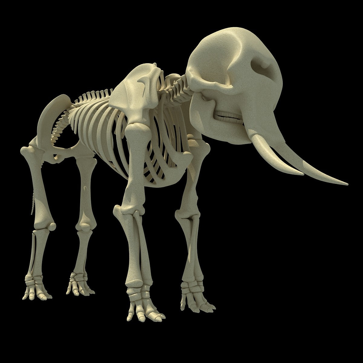 Elephant Skull 3d Model Free