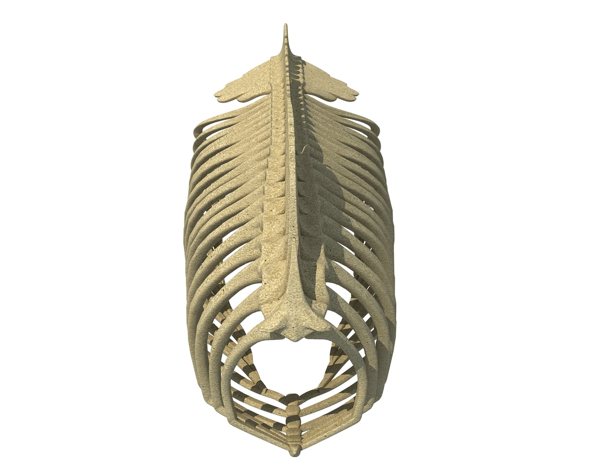 Gorilla Rib Cage 3D Model - 3D Horse