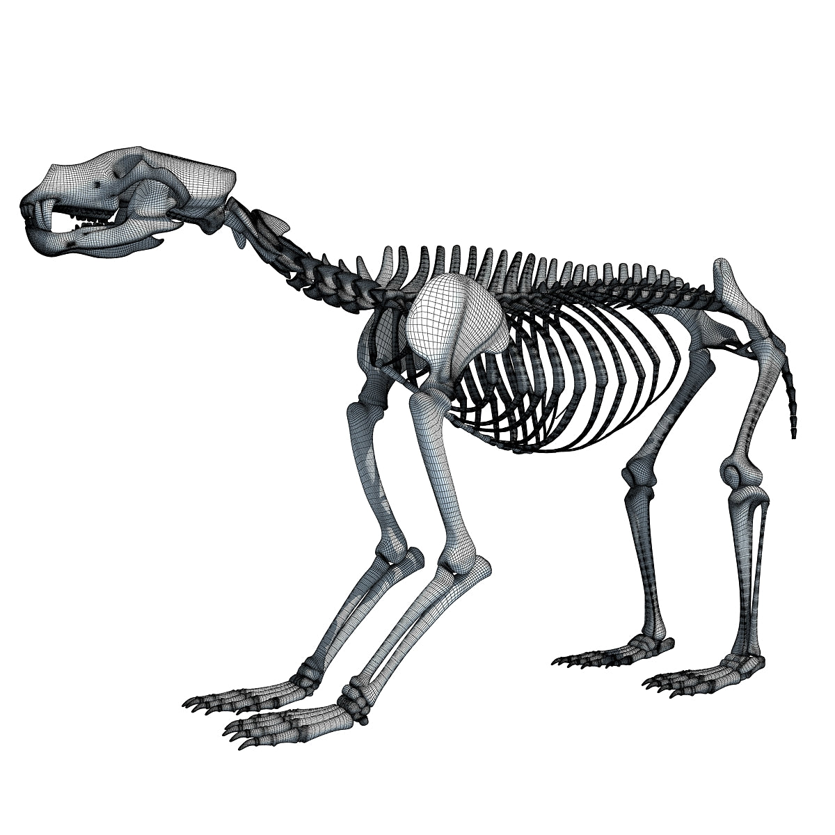 bear vs skeleton