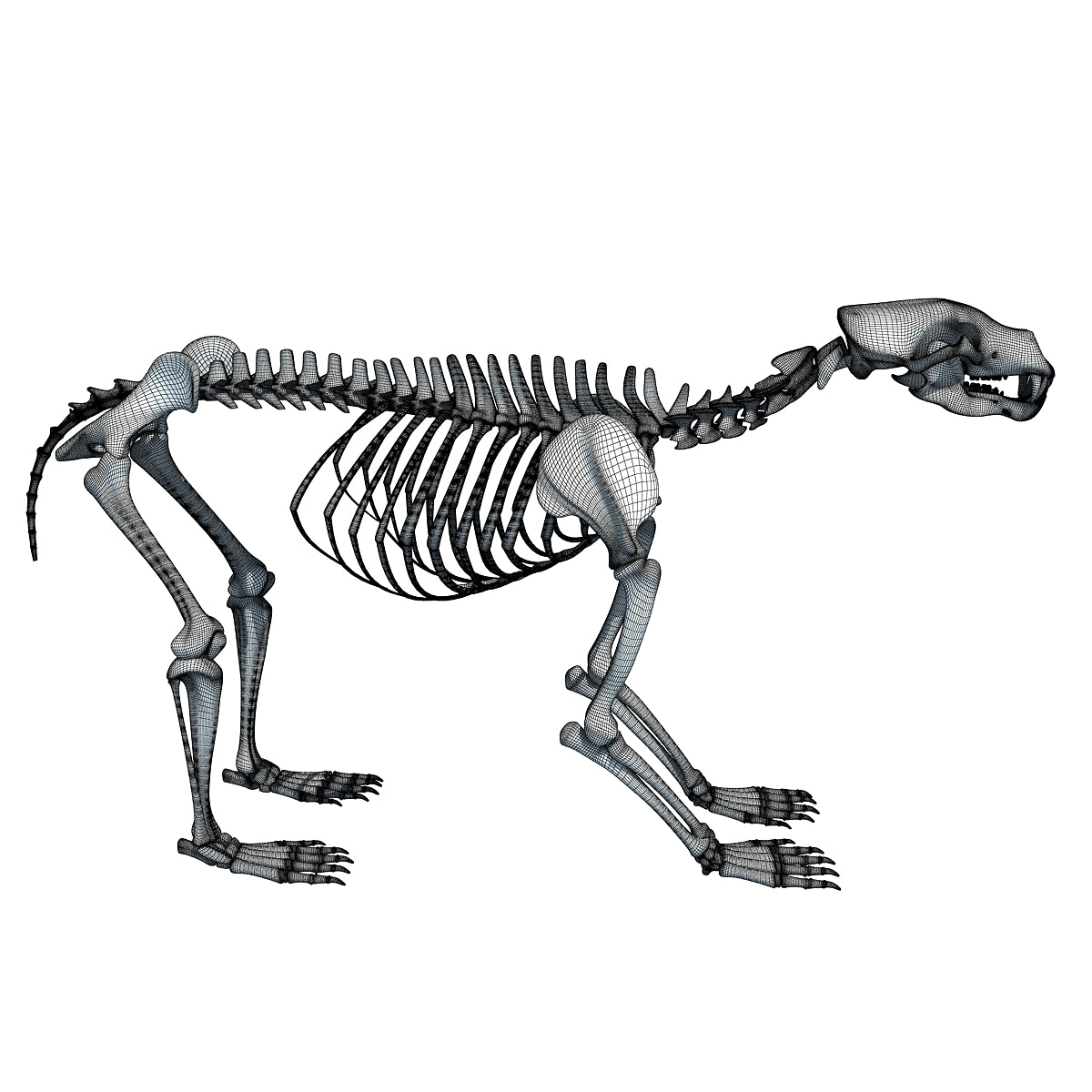 Bear Skeleton Animal 3D Models 3D Horse