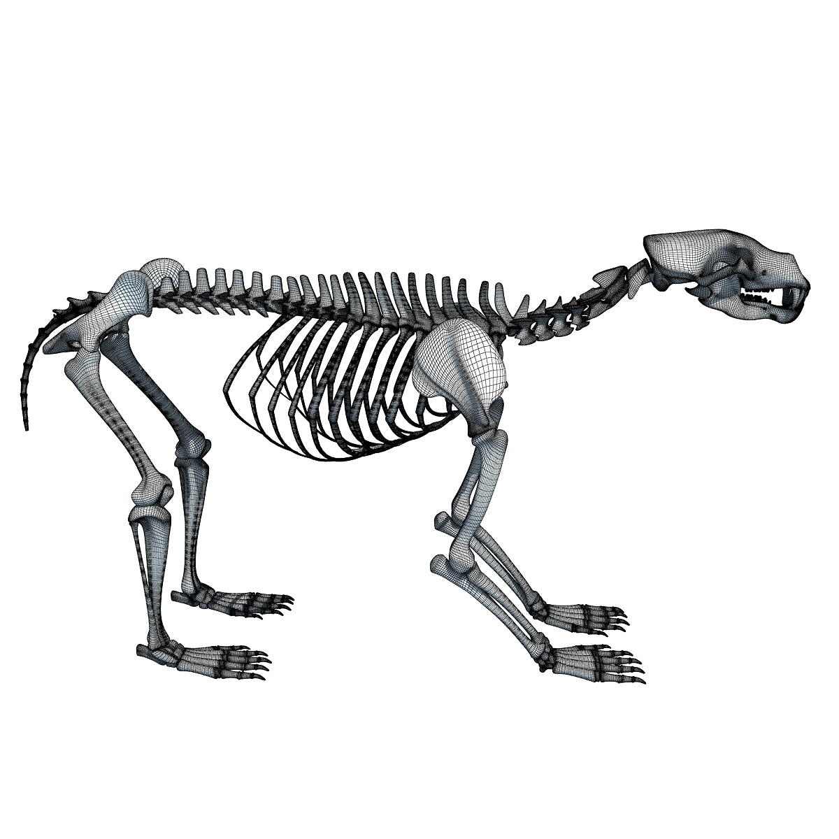 Виды скелетов животных. Скелет Беар. Скелеты животных. Красивые скелеты животных. Скелет с котиком.