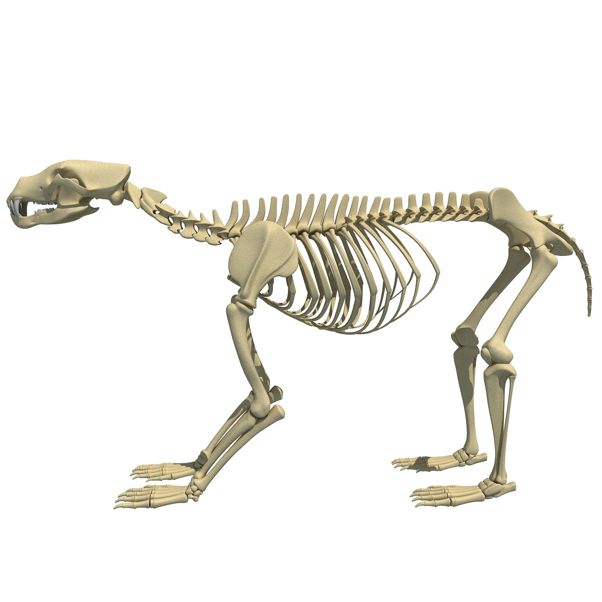 Bear Skeleton Animal 3D Models 3D Horse