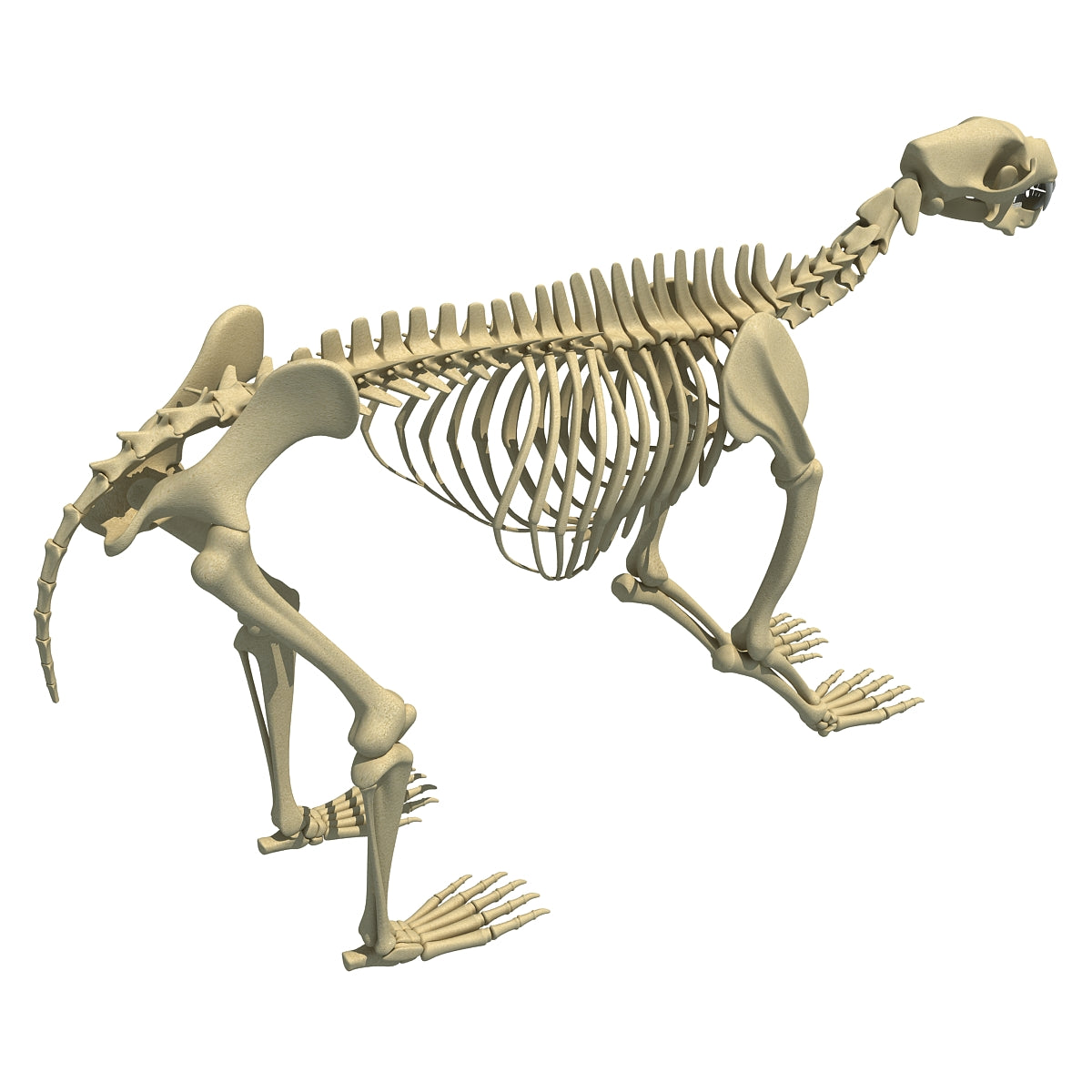 bear vs skeleton