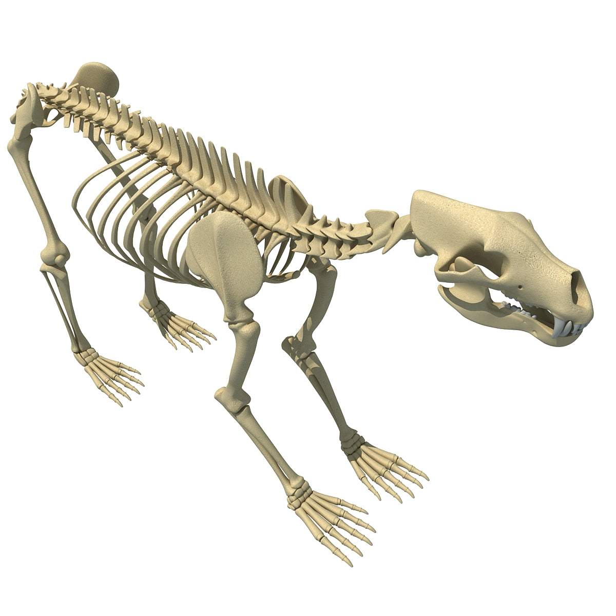 bear vs skeleton