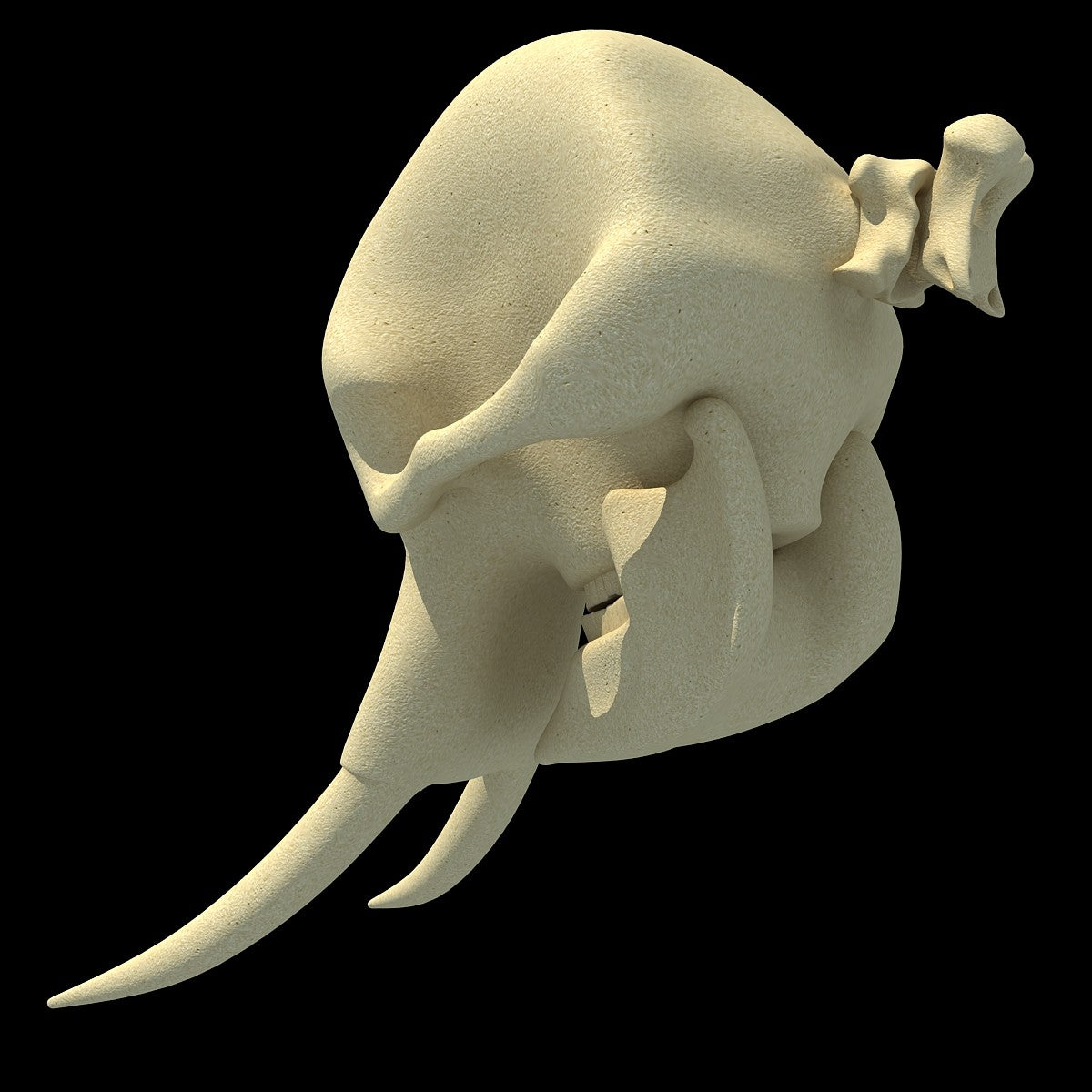 Elephant Skull 3D Model – 3D Horse