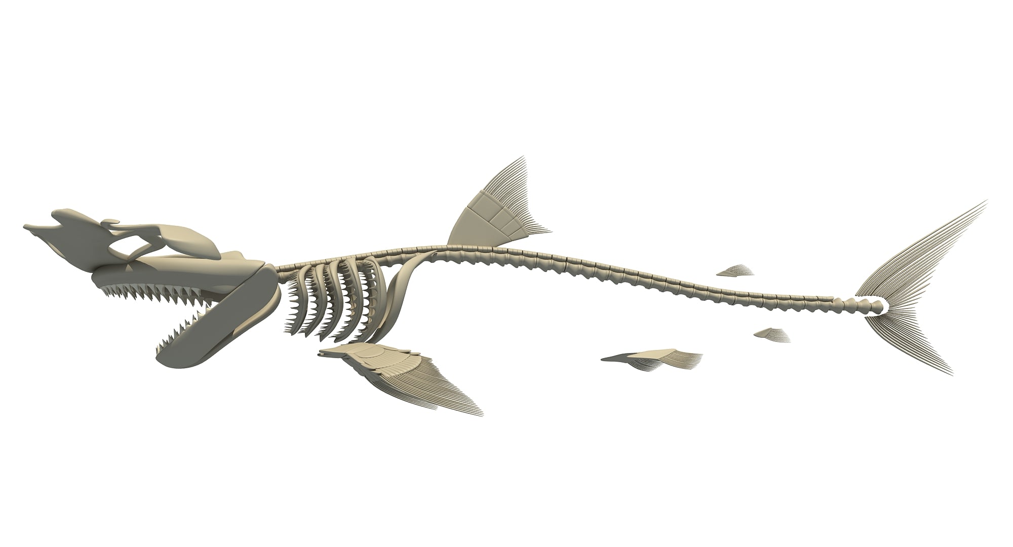 Hammerhead Shark Skeleton 3D Model - 3D Horse