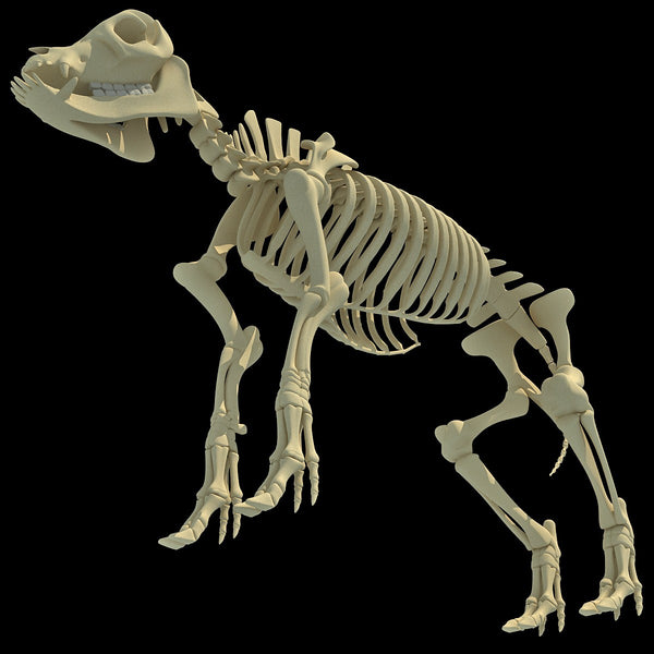 lightwave 3d bones