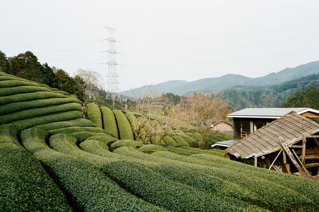 Matcha Green Tea Field Japan Kyoto