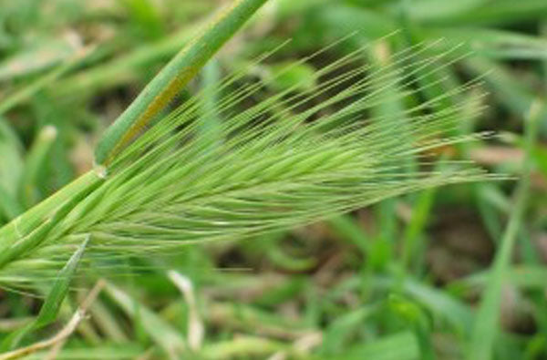 Barley Grass