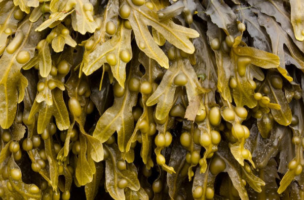 Bladderwrack