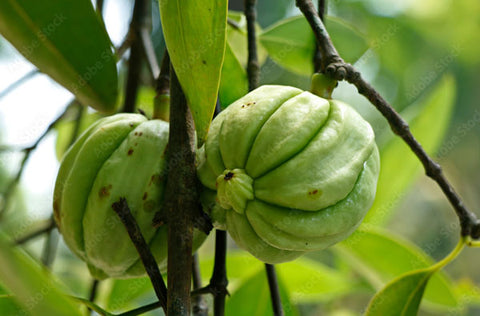 Garcinia