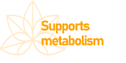 Supports metabolism