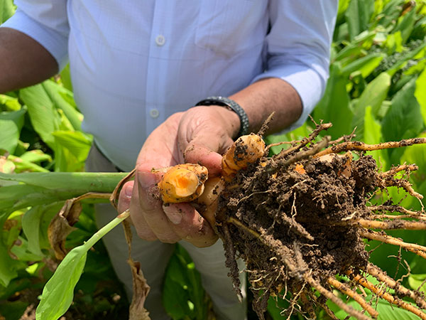 Fresh Turmeric from Kerala, India