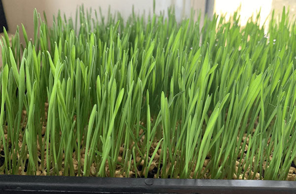 Wheat grass