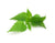 nettle leaf natural ingredient 
