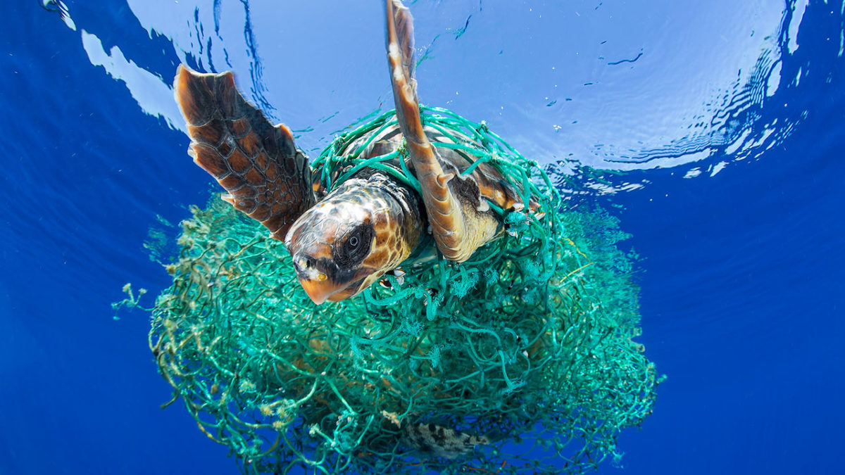 Entangled Sea Turtle in plastic