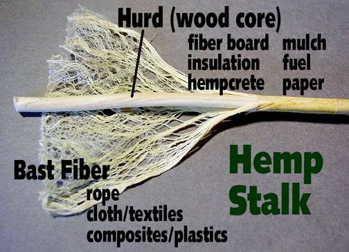 Hemp stalk