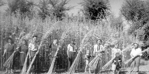 Industrial hemp field