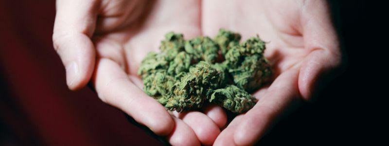 cbd blueten cannabisblueten kaufen