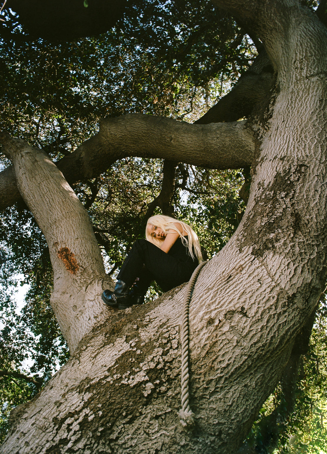 Foushee posing on a tree