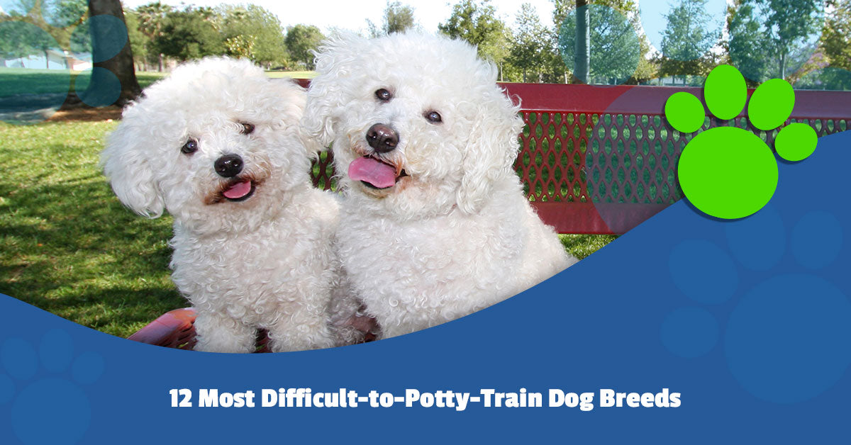 potty training a toy poodle