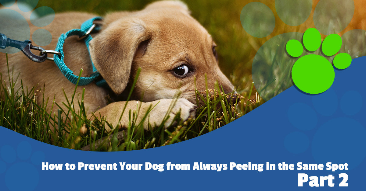 how to keep a dog from peeing in the same spot