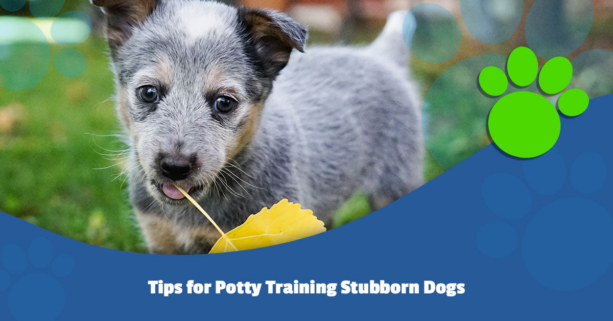 53 Best Photos Potty Training A Stubborn Puppy : How To Train A Stubborn Dog Canna Pet