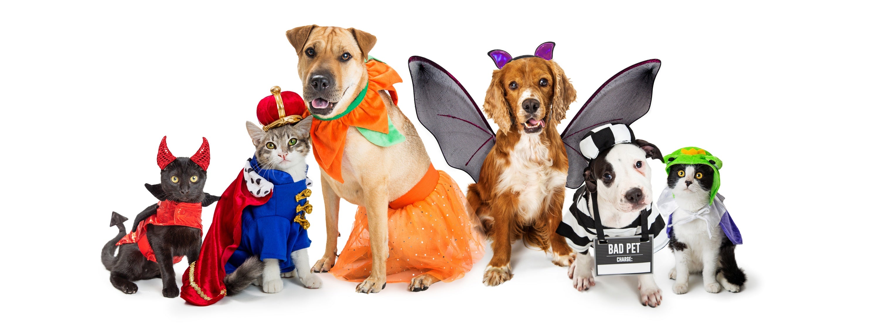 How to Turn Your Dog Into a Fish for Halloween : 10 Steps (with