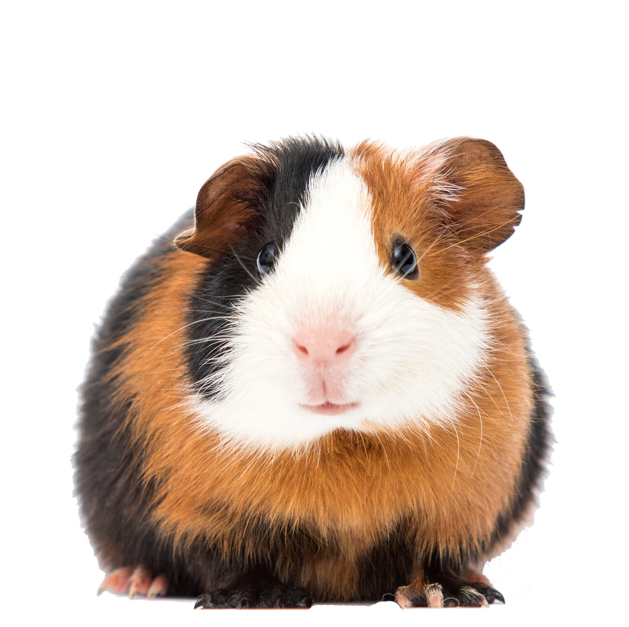 https://cdn.shopify.com/s/files/1/2194/6011/collections/guineapig.png?v=1701733928