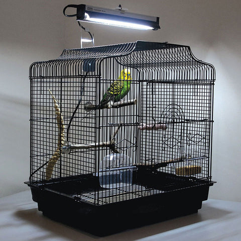 Green and Yellow Budgie Alone in Cage Under UVB Light