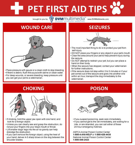 common types of pet first aid